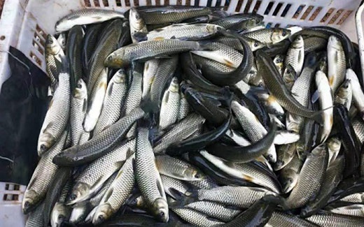 草鱼苗会炒到10块吗？？？？？？一苗难求价钱疯涨，，，，，，，饲料也涨价了，，，，，，，今年养草鱼的危害大幅增添？？？？？？